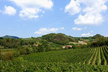 Fototapeta na wymiar Rows of grape vines of Glera grapes for prosecco, moscato and serprino wines at a vineyard in Italian Colli Euganei region in Veneto