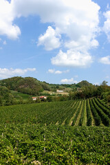 Fototapeta na wymiar Rows of grape vines of Glera grapes for prosecco, moscato and serprino wines at a vineyard in Italian Colli Euganei region in Veneto