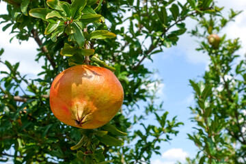 Obraz premium Red and orange pomegranates almost ripe for picking growing on cultivated tree branch on a plantation in Southern Europe