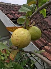 Guava or jambu biji on the tree. Close Up, Selective focus.