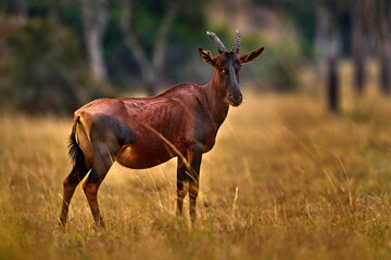 Naklejka na ściany i meble Uganda wildlife. Topi antelope, Damaliscus lunatus jimela, Ishasha, Queen Elizabeth National Park, Uganda in Africa. Topi antelope in the nature habitat, green grass on the savannah. Wildlife Uganda.