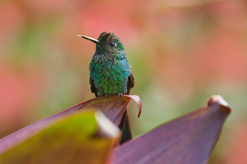 Hummingbirds Green-crowned Brilliant , Heliodoxa jacula, flying next to beautiful red flower. Tinny bird fly in jungle. Wildlife in tropic Costa Rica. Two bird sucking nectar from pink bloom flower.