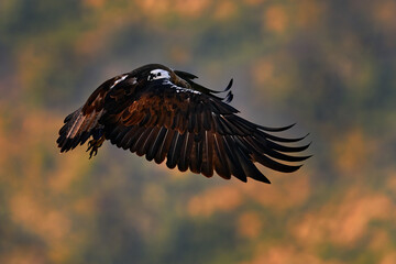Aquila adalberti, Iberian Imperial Eagle, rare bird of prey on the rock habitat, Sierra de Andújar, Andalusia, Spain in Europe. Eagle in the nature stone habitat. Bird fly.