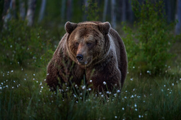 Plakat Brown bear walking in forest, morning light. Dangerous animal in nature taiga and meadow habitat. Wildlife scene from Finland near Russian border. Cotton grass bloom around the lake, summer.