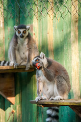 Zoo in Myslecinek quarter in Bydgoszcz, Kuyavian-Pomeranian Voivodeship, Poland.