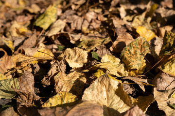 Fallen autumn leaves. Autumn background.