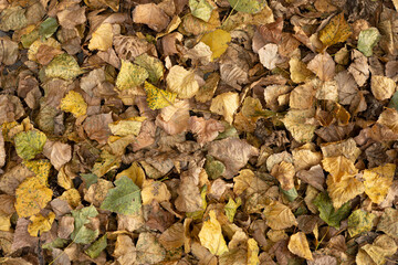 Autumn background. Autumn leaves on the ground. 