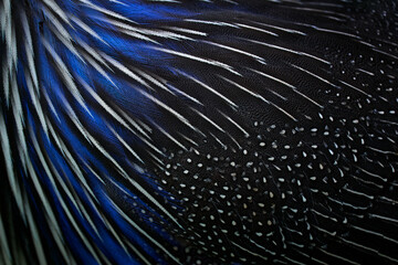Feathers plumage bird close-up detail. Blue black brid art view. Vulturine guineafowl, Acryllium vulturinum, bird from Africa, nature wildlife. Blue grey feathers.