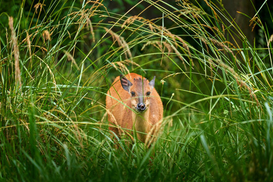Red forest duiker or Natal red duiker, Cephalophus natalensis, small antelope found in central to southern Africa. African animal hidden in the grass, iSimangaliso Wetland park, South Africa's KwaZulu