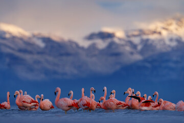 Flock of Chilean flamingos, Phoenicopterus chilensis, nice pink big birds with long necks, dancing in water, animals in the nature habitat in Chile, America. Flamngo from Patagonia, Torres del Paine. - obrazy, fototapety, plakaty