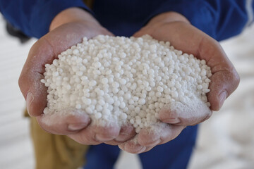 Plant worker holds granules of nitrogen fertilizer. - obrazy, fototapety, plakaty