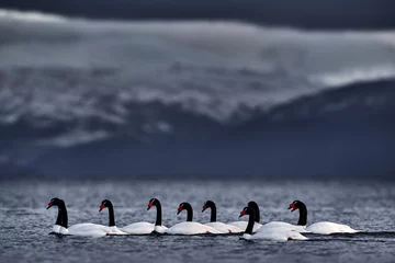Tuinposter Black-necked swan, Cygnus melancoryphus, in sea water, snowy mountain in the background, Puerto Natales, Patagonia, Chile. Swans with grey stormy clouds. White bird with black neck and red bill. © ondrejprosicky