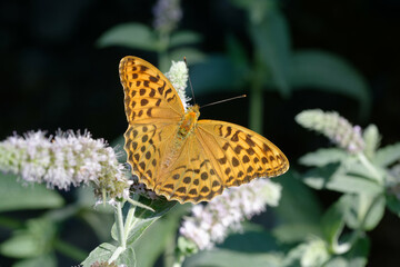 Female Silver-washed fritillary (Argynnis paphia)