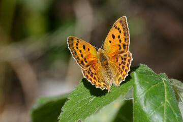 Female Scarce copper (Lycaena virgaureae) on a leaf