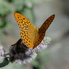 Male Silver-washed fritillary (Argynnis paphia)