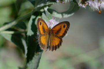 Obraz premium Gatekeeper or hedge brown (Pyronia tithonus)