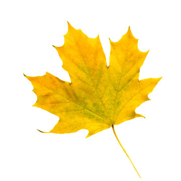 fallen yellow maple leaf on white background isolate