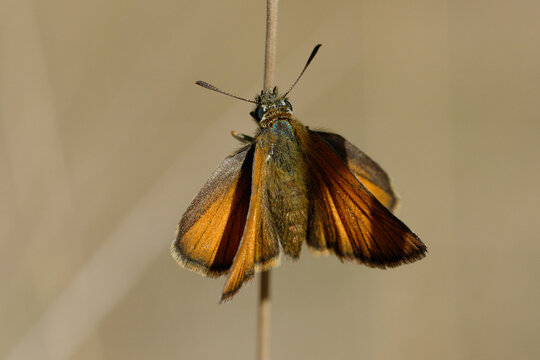 Lulworth skipper (Thymelicus acteon) on a plant