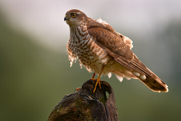 Sparrowhawk, Accipiter nisus, sitting green tree trunk in the forest, back light. Wildlife animal...