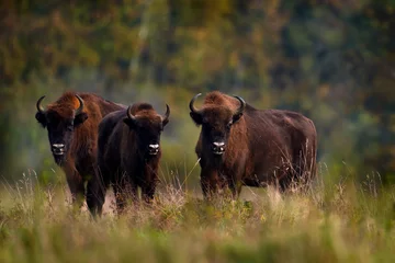 Fototapeten Bison herd in the autumn forest, sunny scene with big brown animal in the nature habitat, yellow leaves on the trees, Bialowieza NP, Poland. Wildlife scene from nature. Big brown European bison. © ondrejprosicky