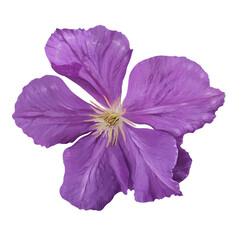 Naklejka premium clematis flower illustration