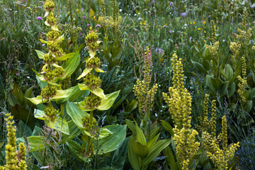 Gentiana Lutea or The Great Yellow Gentian Medical Herb Growing Together with Poisonous Veratrum...