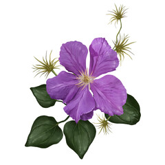 clematis flowers on liana illustration