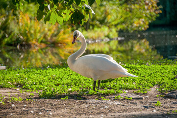 Zoo in Myslecinek quarter in Bydgoszcz, Kuyavian-Pomeranian Voivodeship, Poland.