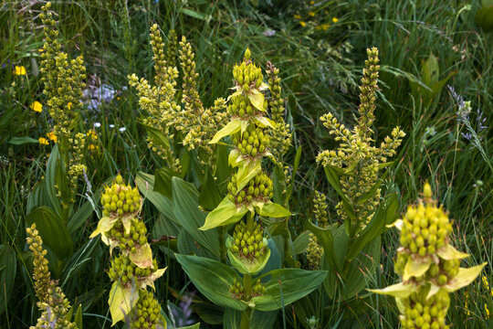 Gentiana Lutea or The Great Yellow Gentian Medical Herb Growing Together with Poisonous Veratrum Album the False Helleborine or