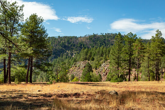 Pine forest trees mountains in a canyon grass meadow vista view in Flagstaff Arizona