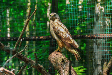 Zoo in Myslecinek quarter in Bydgoszcz, Kuyavian-Pomeranian Voivodeship, Poland.