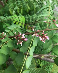 Beautiful pink star fruit flowers blooming on star fruit tree. Star fruit is a tropical fruit from Indonesia. Close up, selective focus.