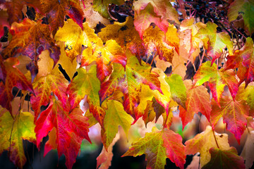 Autumn leafs colors Full Frame Background 