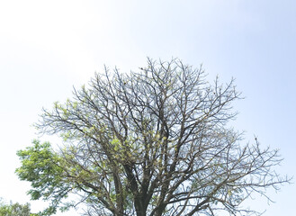 Dry tree with few leaves isolated with blue sky
