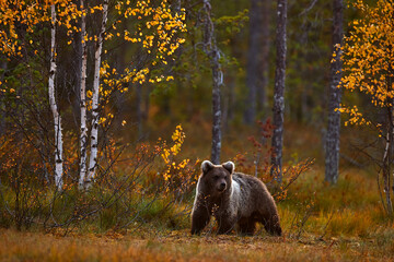 Autumn evening nature. Bear hidden in yellow forest. Fall trees with bear, mirror reflection. Beautiful brown bear walking around lake, fall colours, Finland, Europe.