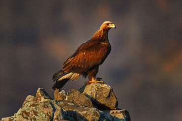 Golden eagle,walking between the stone, Rhodopes mountain, Bulgaria. Eagle, evening light, brown bird of prey with big wingspan. Cow carcass on the rock with eagle, sunset.