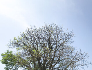 Dry tree with few leaves isolated with blue sky
