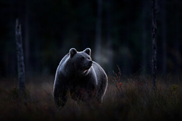 Wildlife in night. Brown bear walking in dark night forest. Dangerous animal in nature taiga and meadow habitat.