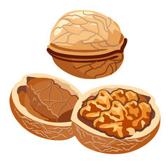 Walnut, its ripe fruit and shell. Isolated image on a white background