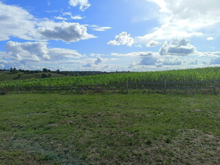 Obraz premium A panorama of a corn field against the background of a sunny blue cloudless sky on the horizon.
