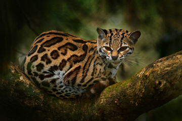 Wildlife in Costa Rica. Margay, nice cat, sitting on the branch in the green tropical forest. Detail portrait cat ocelot, Leopardus wiedii, in tropical forest. Animal in the nature habitat. - 526016875