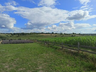 Obraz premium A panorama of a corn field against the background of a sunny blue cloudless sky on the horizon.