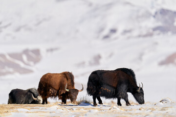 Wild yak, Bos mutus, large bovid native to the Himalayas, winter mountain codition, Tso-Kar lake,...