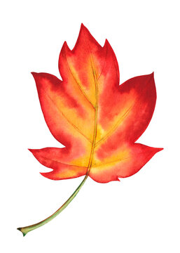  Watercolor fall leaf isolated on white background. Hand drawn illustration.