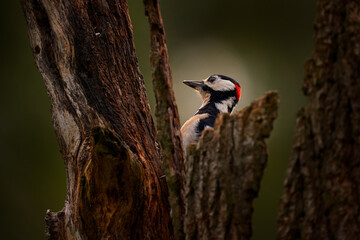 Great Spotted Woodpecker, detail close-up portrait of birds head with red cap. Black and white animal in the forest habitat with clear green background, France.