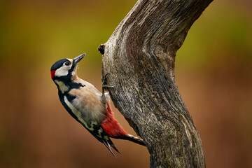 Great Spotted Woodpecker, detail close-up portrait of birds head with red cap. Black and white animal in the forest habitat with clear green background, France.