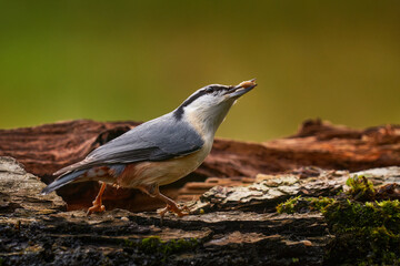 Nuthatch in the nature habitat. Eurasian Nuthatch, Sitta europaea, beautiful yellow and blue-grey songbird sitting on the tree trunk, bird in the nature forest, wildlife Poland.