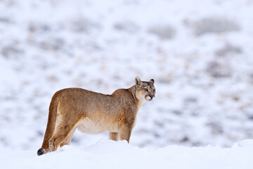 Mountain Lion. Puma, nature winter habitat with snow, Torres del Paine, Chile. Wild big cat Cougar, Puma concolor, hidden portrait of dangerous animal with stone. Wildlife scene from nature. - obrazy, fototapety, plakaty