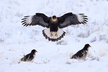 Southern Caracara plancus, flight morning light. Wildlife scene from nature, South America, Torres del Paine NP, Chile. Caracaras feeding. Wildlife, bird fly winter snow behaviour.