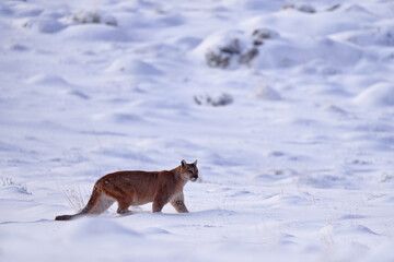 Puma, nature winter habitat with snow, Torres del Paine, Chile. Wild big cat Cougar, Puma concolor, hidden portrait of dangerous animal with stone. Wildlife scene from nature. Mountain Lion.